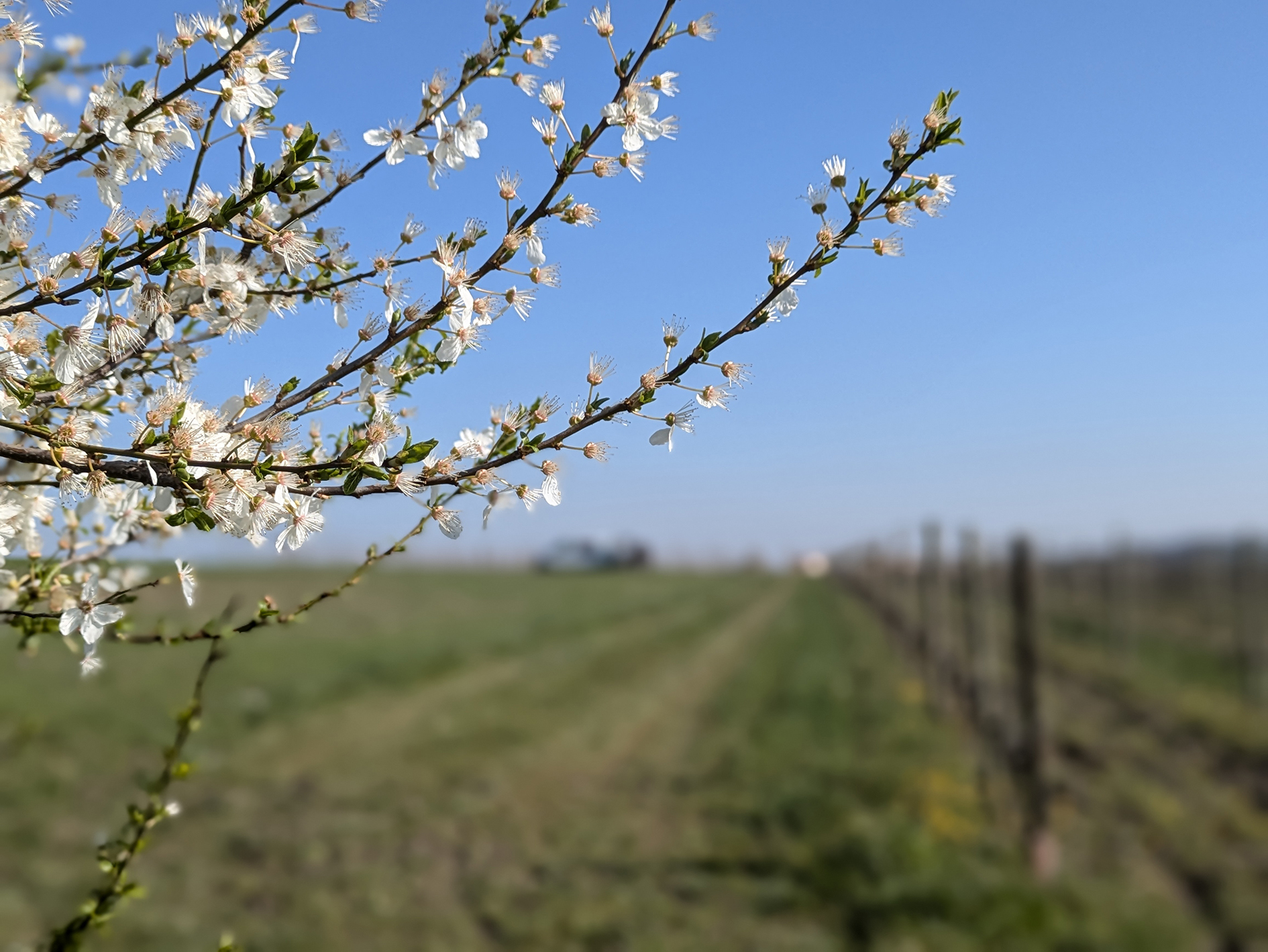 C'est le printemps !