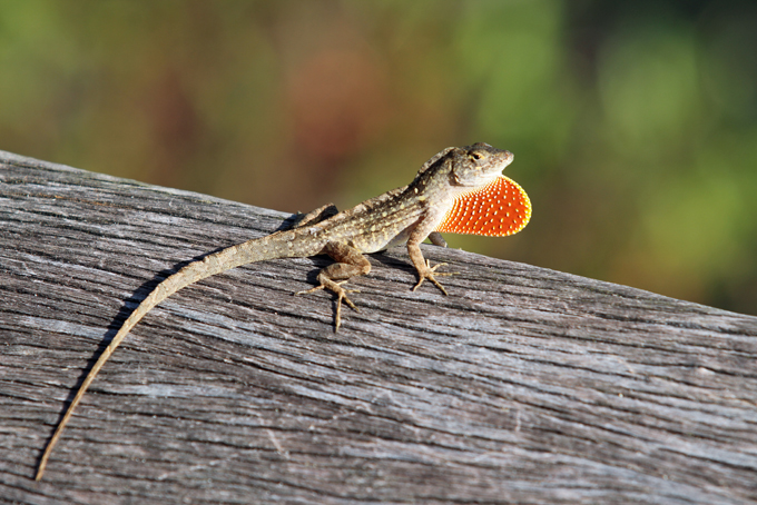 Everglades Nationalpark