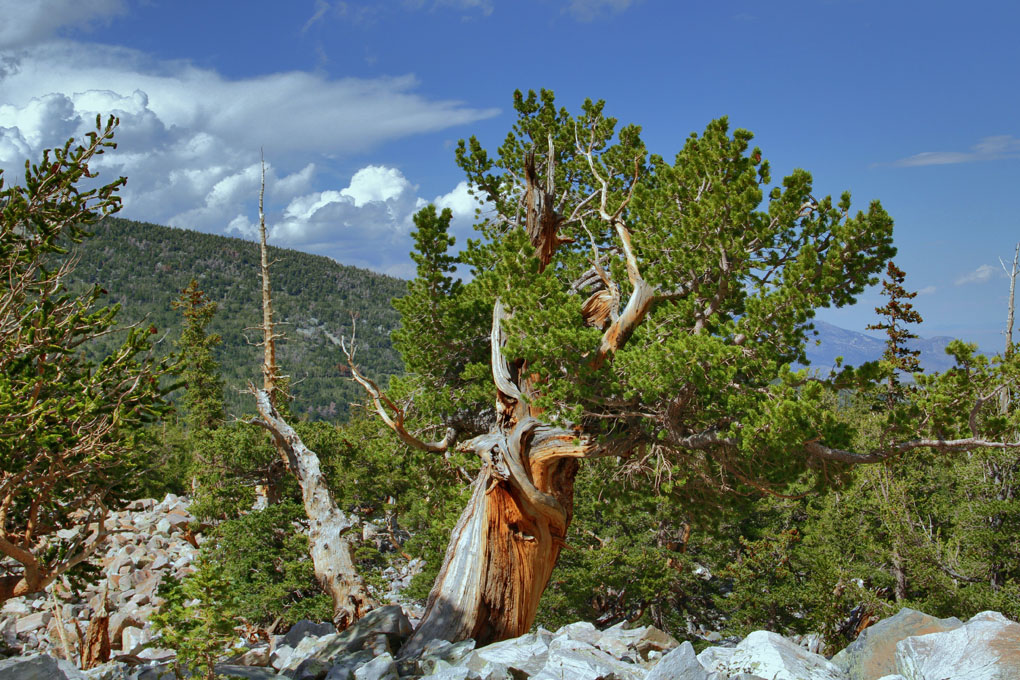 Great Basin Nationalpark