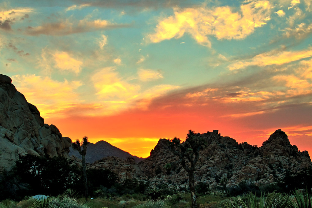 Joshua Tree Nationalpark
