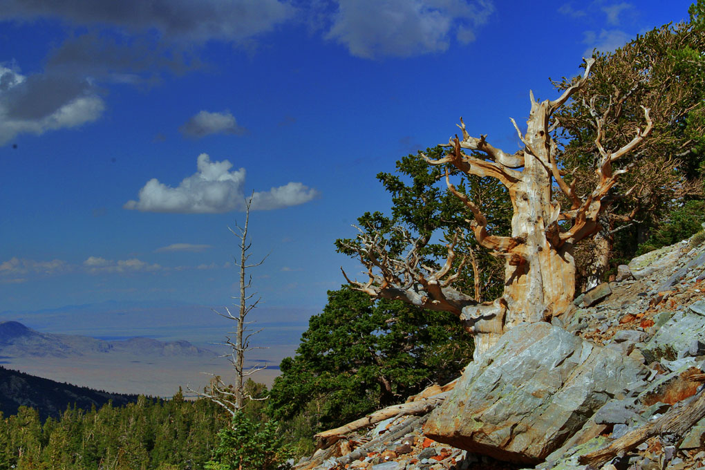 Great Basin Nationalpark