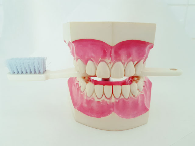 Gebissmodell mit Zahnbürste zum Erlernen der richtigen Zahnputztechnik in der Zahnarztpraxis Doumit in Berlin-Friedenau.