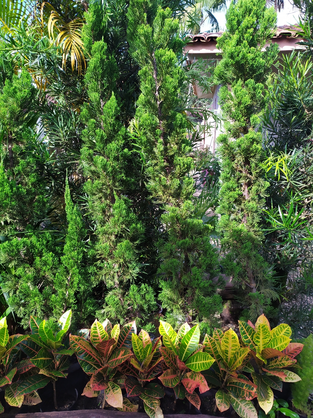 Esculturais e cheias de charme, as Kaizukas são uma bela opção de árvore ornamental para jardins, é importante saber que a planta se desenvolve melhor em regiões de clima temperado, onde a temperatura varia regularmente ao longo do ano. No entanto, a Kaizuka já demonstrou se desenvolver muito bem também em regiões de clima oceânico, mediterrâneo e subtropical.  Preferencialmente plante a sua Kaizuka em um local de sol pleno ou que tenha, no mínimo, uma incidência diária de luz solar de quatro horas.  Quanto ao solo, o mais recomendado para o cultivo da Kaizuka são os férteis enriquecidos regularmente com matéria orgânica. Lembre-se ainda de promover um bom sistema de irrigação para a sua Kaizuka, uma vez que a planta se adapta melhor a falta de água do que ao excesso.  A Kaizuka pode até tolerar muito bem períodos de seca, após estar devidamente desenvolvida e já na fase adulta.  A manutenção com a Kaizuka é mínimo, uma vez que a planta não exige podas frequentes, nesses casos, a árvore pode chegar a atingir até seis metros de altura. Contudo, há quem prefira realizar podas com o objetivo artístico, mas isso nada influencia em seu desenvolvimento.  