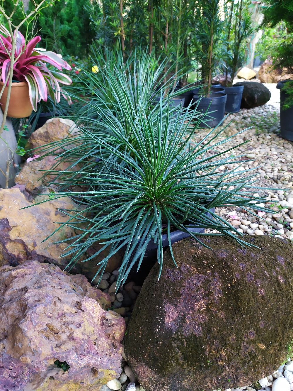 O Agave Palito – Agave geminiflora é uma planta suculenta, pertence à família Agavaceae, nativa do México, perene, monocárpica, com crescimento lento, de caule muito curto, de 0,60-1,20 metro de altura.  Folhas verde-escuras, fibrosas, longas, finas, flexíveis, bem juntas uma das outras, com espinhos nas extremidades, em suas margens existem filamentos brancos, bastante ornamentais. Formam uma roseta densa e simétrica.  Inflorescência ereta de até 4 metros de altura, que emerge do centro da planta, com flores amarelas que são seguidas por bulbilhos (brotos). Surgem com 10-15 anos de idade.  É uma planta monocárpica, floresce uma vez na vida e depois morre.  Em paisagismo é usada como planta isolada ou em grupos formando maciços em meio a gramados ou jardins rochosos, pode ser cultivada em vasos e canteiros, Cultivada a pleno sol, as folhas crescem rígidas e retas e a meia sombra, suas folhas se tornam flácidas e pendentes perdendo o efeito decorativo.  Quando a planta é atingida pelo frio, a folhagem adquire um tom avermelhado.  Rústica não é exigente quanto ao solo, mas aprecia o solo fértil, rico em matéria orgânica e bem drenável. O solo encharcado favorece o apodrecimento das raízes.  A planta adulta é tolerante à seca, mas próspera melhor com regas regulares durante as estações quentes.   