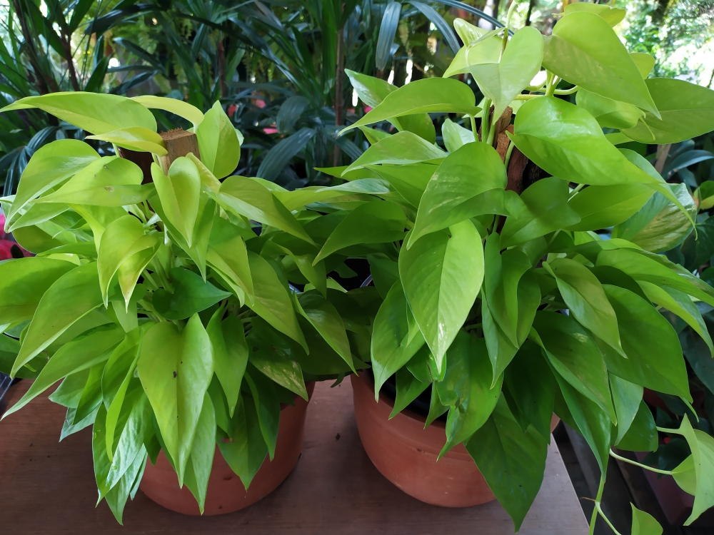 A jiboia é uma folhagem multiuso: se cultivada em ambiente externo, transforma-se em uma excelente cerca viva, com folhas de mais de um metro de largura e galhos que cobrem até 18 metros de distância. Dentro de casa, em vasos no chão ou pendentes, ela fica comportada e nem parece a mesma planta, já que sua folhagem não passa dos 15 cm. Essa capacidade de se adaptar ao meio a torna uma das espécies preferidas para cultivo em ambientes internos, mesmo sob o ar condicionado.