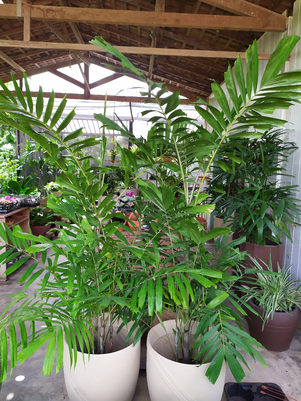 Pthyosperma Macarturii , conhecida como palmeira macarthur , é uma espécie de planta da família Arecaceae . É encontrado apenas em ocorrências isoladas no Territorio do Norte e Quensland na Australi e também na Nova Guiné .A espécie é comumente usada como planta de paisagismo de interiores. As folhas podem ter entre 15 e 40 pinnae em cada lado do raquis.Como adulto, seus caules podem crescer até 30 pés de altura, embora a maioria dos adultos tenha tipicamente 10 a 15 pés de altura.