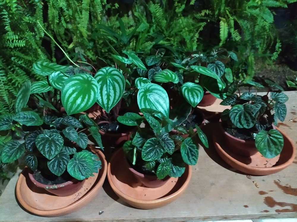 A peperômia é uma planta herbácea, de folhagem densa, arredondada e bastante atrativa, cultivada no mundo todo como ornamental, sendo aproveitada principalmente na decoração de interiores. Suas folhas são cordiformes, carnosas, verde-escuras na forma típica e com nervuras profundas, em baixo relevo, que dão um aspecto “engomado” à folha. Elas são sustentadas por longos pecíolos avermelhados ou rosados. As flores são diminutas, brancas, e surgem em diferentes épocas do ano, dispostas ao longo de inflorescências do tipo espiga, que surgem acima da folhagem. As inflorescências são finas, cilíndricas e compridas, sendo muitas vezes recurvadas, assemelhando-se a uma cauda de rato, o que lhe valeu um nome popular. Há diferentes cultivares desta peperômia. A grande maioria delas, tem ênfase em alguma característica das folhas, como tons vermelhos, verde-escuros, prateados, etc. Entre essas podemos citar a ‘Emerald Ripple’, ‘Metallic Ripple’, ‘Pink Lady’, ‘Rosso’, ‘Schumi Red’, ‘Red Sunshine’, ‘Variegata’, ‘White Lady’, etc.  Este espécie de peperômia é ideal para terrários abertos ou fechados, assim como vasos amplos e rasos, decorando balcões, mesas, escrivaninhas e estantes. Ela se desenvolve bem em locais com pouca luminosidade, onde outras espécies de plantas pereceriam. Em lugares com clima tropical, ela também pode ser utilizada como forração no jardim, em áreas sombreadas ou com luz filtrada pela copa das árvores. Desta forma ela pode ser utilizada como um excelente pano de fundo para composições com outras plantas, inclusive outras espécies de peperomias.  