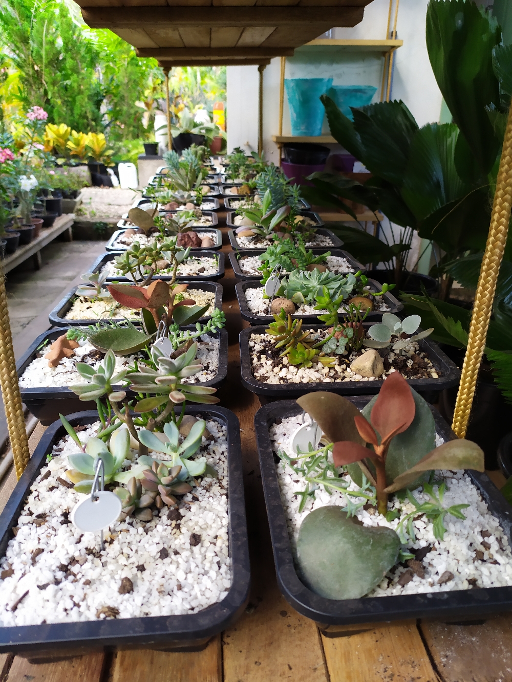 As plantas suculentas são aquelas que possuem raiz, o talo ou as folhas engrossados para permitir o armazenamento de água em quantidades muito maiores que nas plantas normais. Esta adaptação lhes permite manter reservas do líquido durante períodos prolongados, e sobreviver em ambientes áridos e secos que para as outras plantas seriam inabitáveis.
