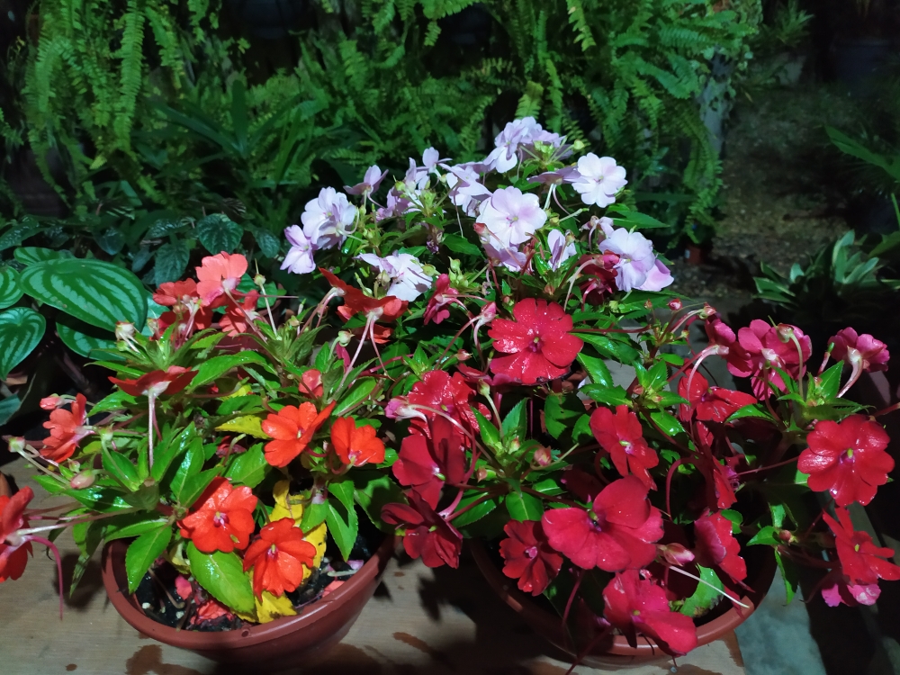 A impatiens, também muito conhecida como maria-sem-vergonha, beijos ou não-me-toques, é uma planta herbácea de caules suculentos que pode atingir de 15 a 75 cm de altura. Suas flores têm de 2 a 5 cm de diâmetro, possuem um esporão de néctar e podem ser brancas, laranjas, vermelhas e de vários tons de rosa, ou podem também ser bicolores. Seus frutos são cápsulas que, quando maduras, se abrem rapidamente lançando as sementes longe. Este comportamento, que também ocorre quando os frutos maduros são tocados, lhe deu o nome popular não-me-toques, embora este nome também seja usado para outras plantas do gênero Impatiens que exibem frutos com esta mesma característica.