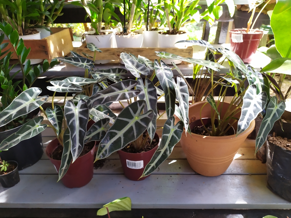 A alocásia é uma linda planta de interior ou semi-sombra. Merece ser plantada em lugar de destaque pela beleza de sua folhagem. É de fácil manutenção. E ainda por cima é uma nativa brasileira que, como o nome diz, é proveniente da região amazônica,seu cultivo somente é recomendado junto a janelas onde possa receber luz natural, solo de cultivo deve ser bem rico em matéria orgânica, permeável e solto.