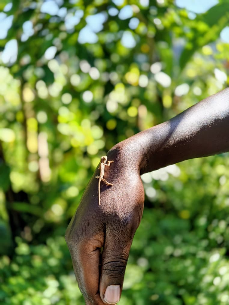Chameleons love coffee trees - and there are a lot on Sipi
