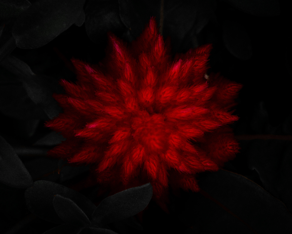 紅日