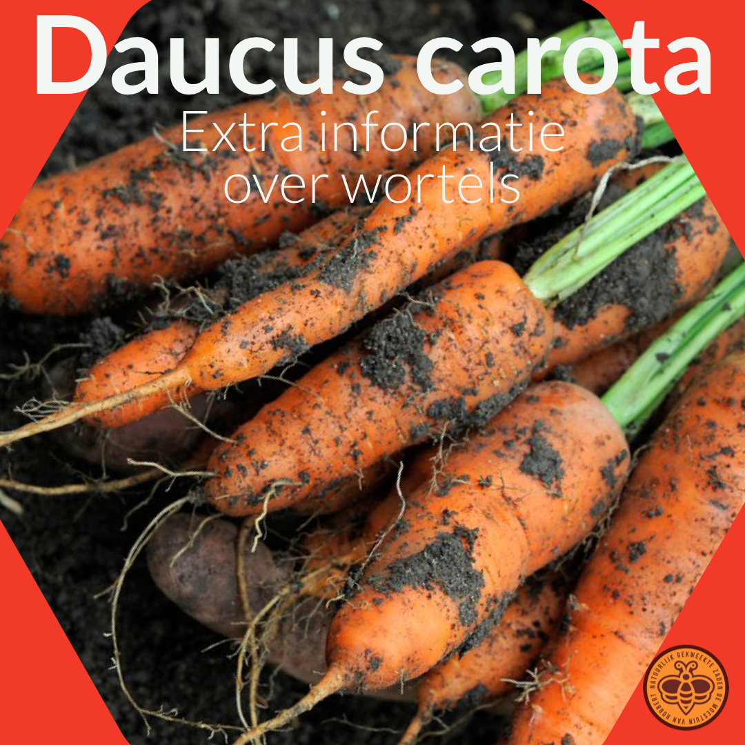Daucus carota, de familie wortel