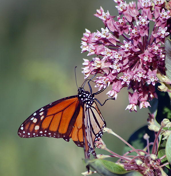 Supporting Healthy Ecosystems in Amherst