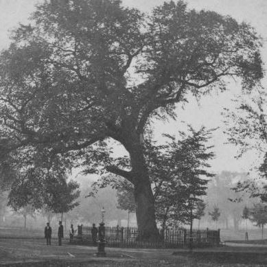 Planting Elm Trees