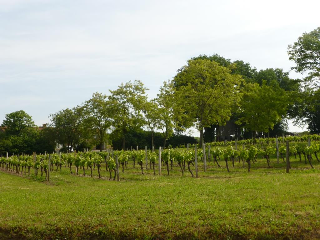 Juin 2013, Le vignoble du Mareuil