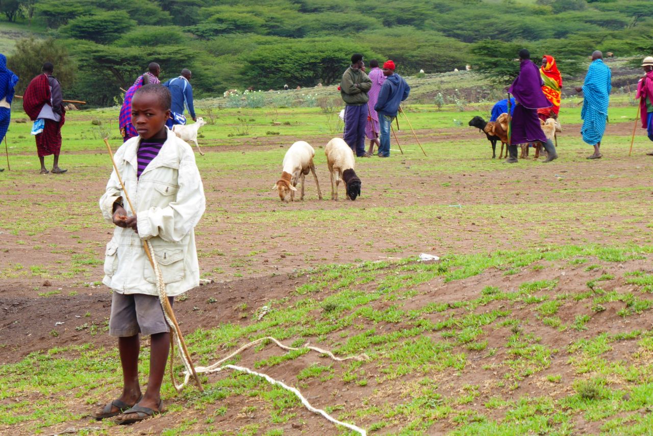 Ziegenhandel der Massai