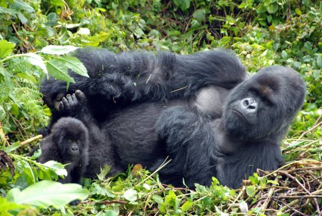 budget-gorilla-trekking-safaris.jpg