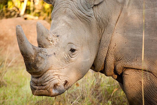 akagera-national-park-Rhinos.jpg