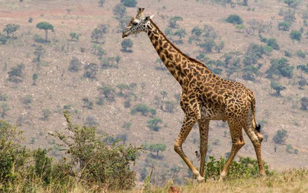 akagera-national-park-giraffes.jpg