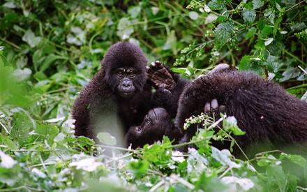 Bwindi -Impenetrable-Forest-National-Park-Gorilla.jpg