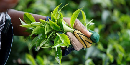 pfunda-tea-estate.jpg
