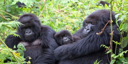 mgahinga-gorilla.jpg