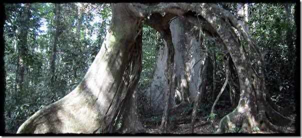 Mabira Forest on the way to Jinja