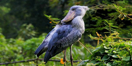 mabamba-rare-shoebill-stork.jpg