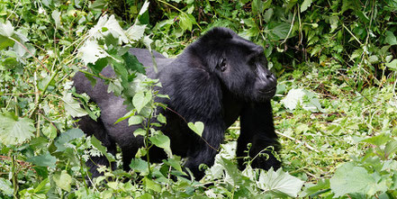 rushaga-sector-of-bwindi impenetrable-gorilla.jpg