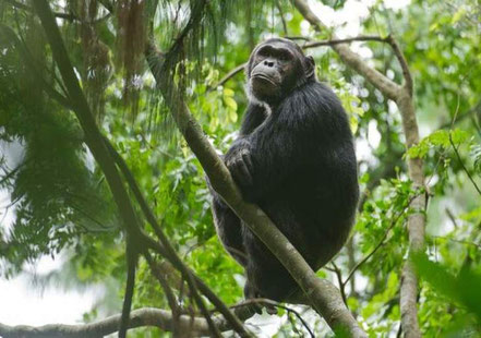 nyungwe-forest-national-park.jpg