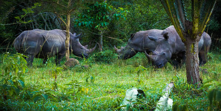 ziwa-rhino-sanctuary.jpg