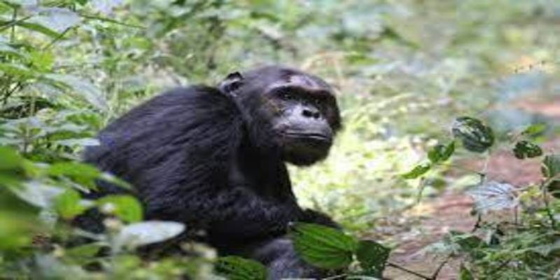 Nyungwe-forest-chimpanzee-trekking.jpg