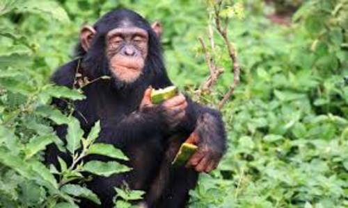 primates_of_uganda_tour.jpg