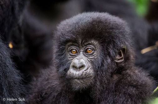 Baby Gorilla in Bwindi National Park