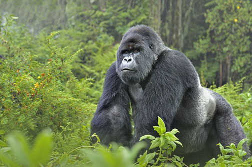 King of the jungle: mountain Silverback gorilla in Bwindi Impenetrable National Park