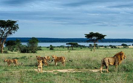 lions-Murchison-falls.jpg