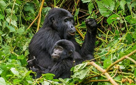 17-days-gorilla-trekking-uganda-jpg