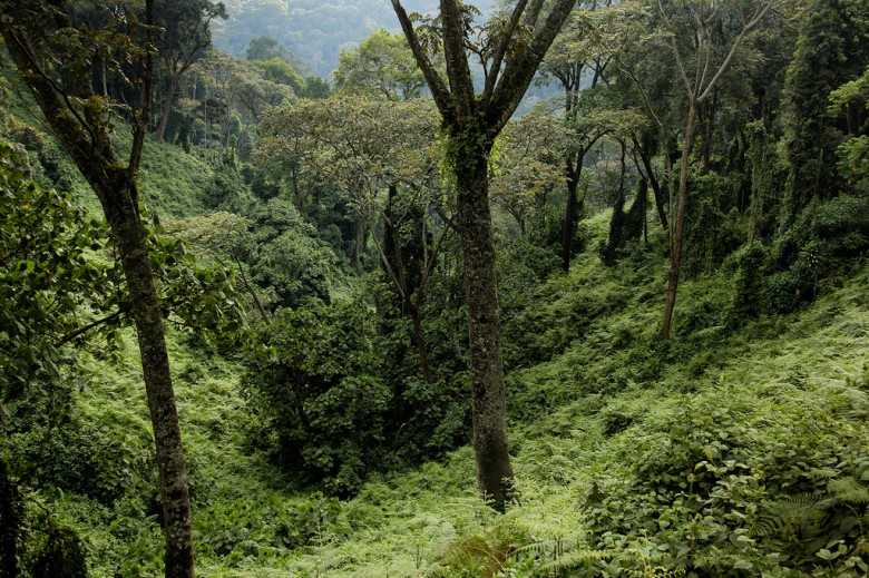  Nyungwe Forest National Park 