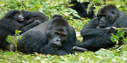 volcanoes-gorilla-trekking.jpg