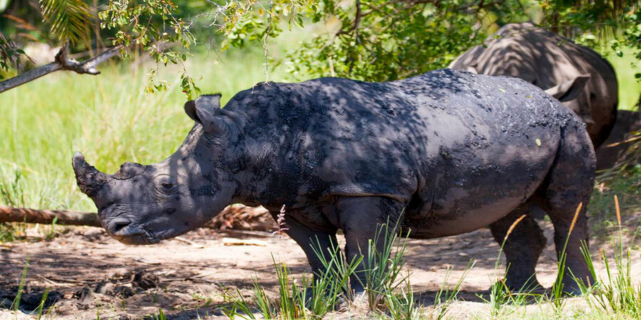 Akagera-National-Park-Rhino-Tracking.jpg