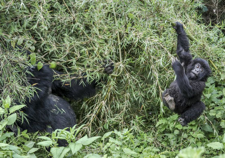 bwindi-impenetrable-national-park-gorillas.jpg