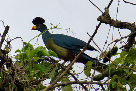budongo-forest-reserve-bird.jpg