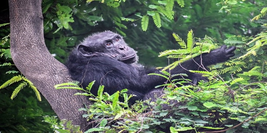 Nyungwe-forest-national-park-chimpanzee-trekking.jpg