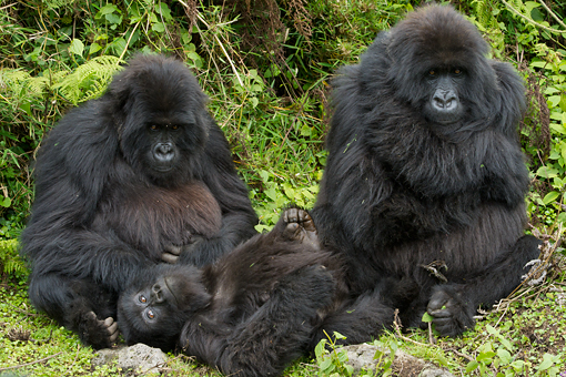 Gorilla family in Bwindi National Park