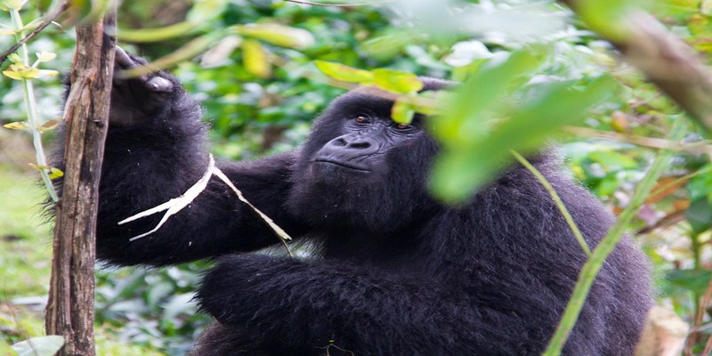 Bwindi -Impenetrable-Forest-National-Park-Gorilla.jpg