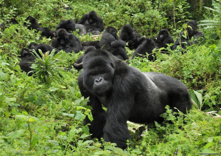 bwindi-impenetrable-national-park-gorilla-habituation-expereince.jpg