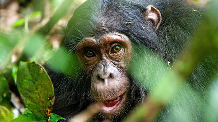 gorilla-habituation-experience-uganda.jpg
