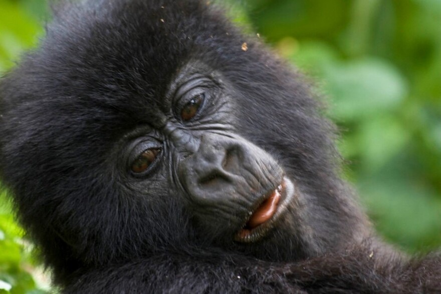 Bwindi -Impenetrable-Forest-National-Park-Gorilla.jpg