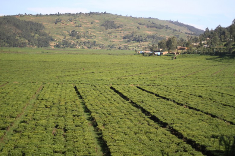 Rwanda is one of the countries that produce tea in Africa